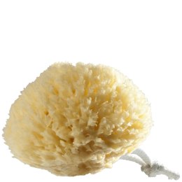 Naturalna gąbka morska duża